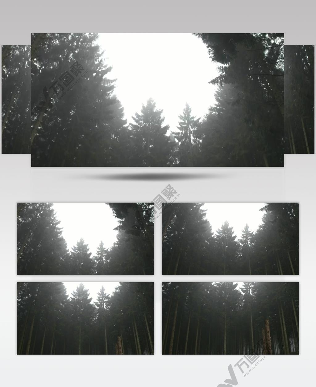 森林中茂密树木实拍视频