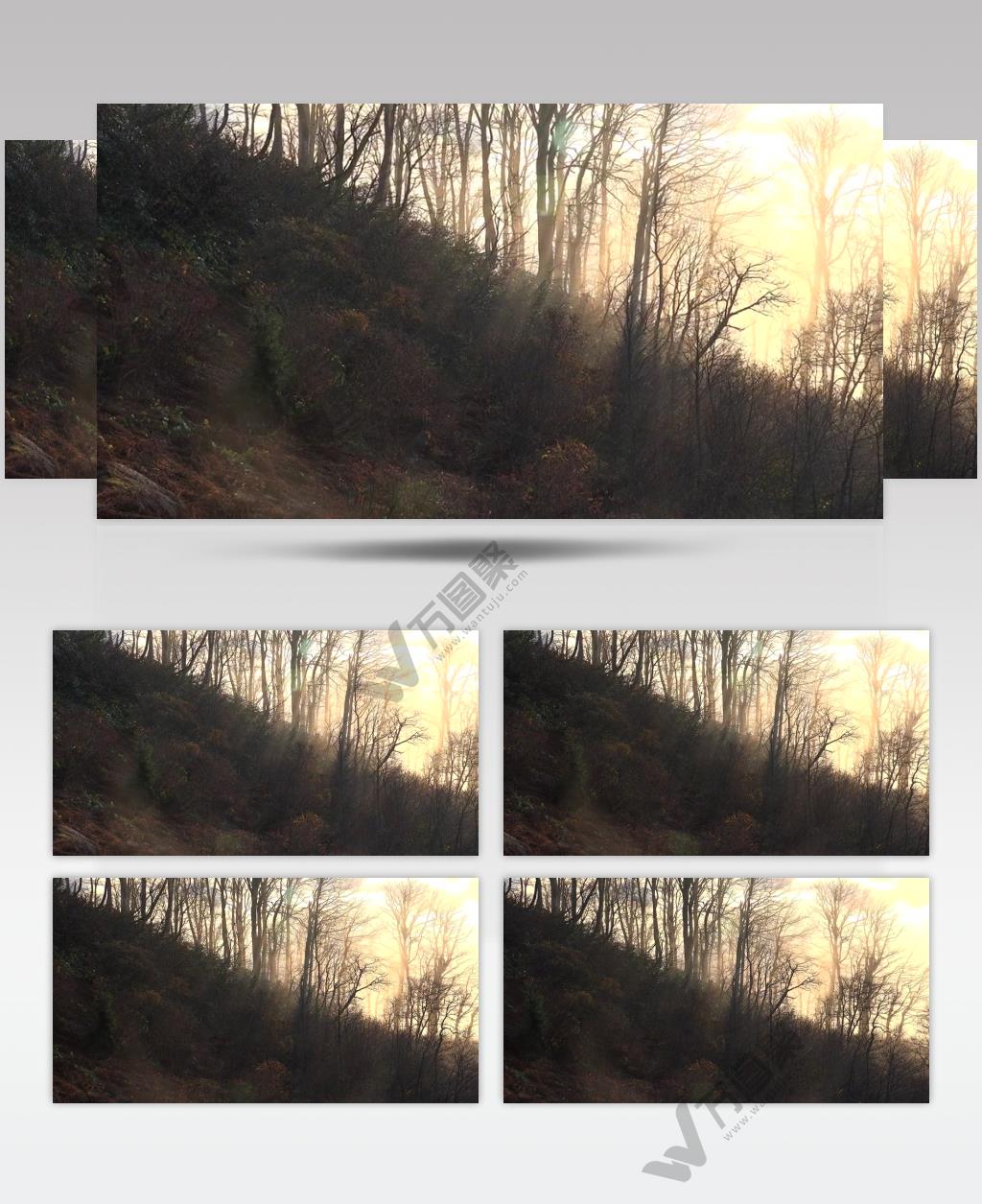 清晨山脉森林美景实拍视频