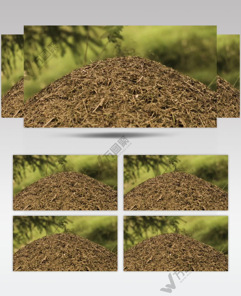 森林里的蚂蚁窝实拍视频