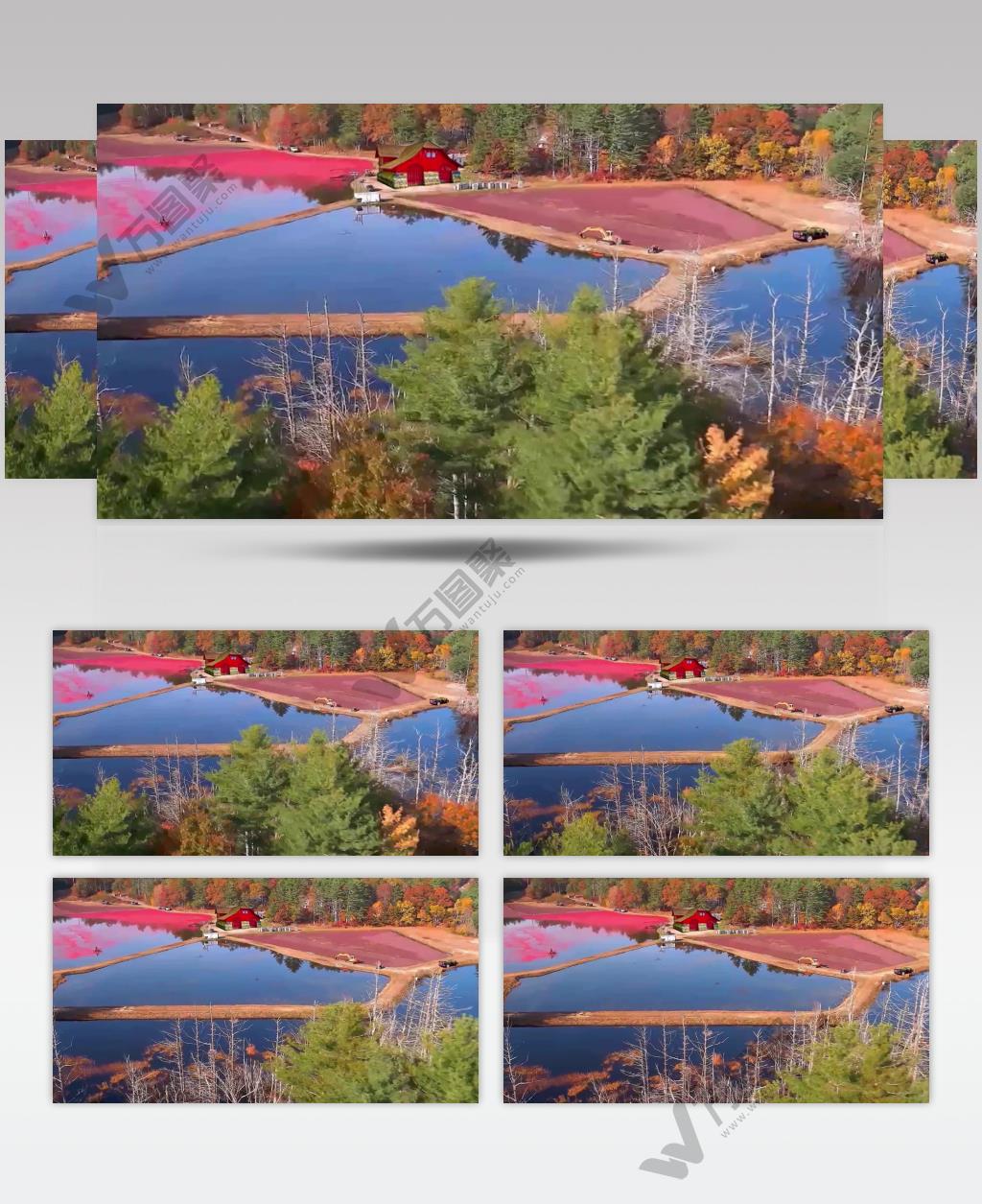 4K红色蔓越莓震撼水收