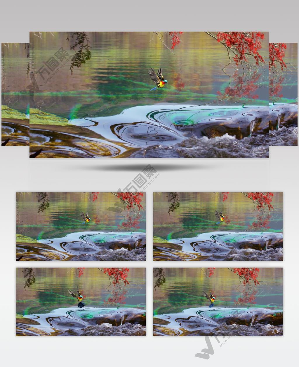 4K九寨沟彩水与彩鸟