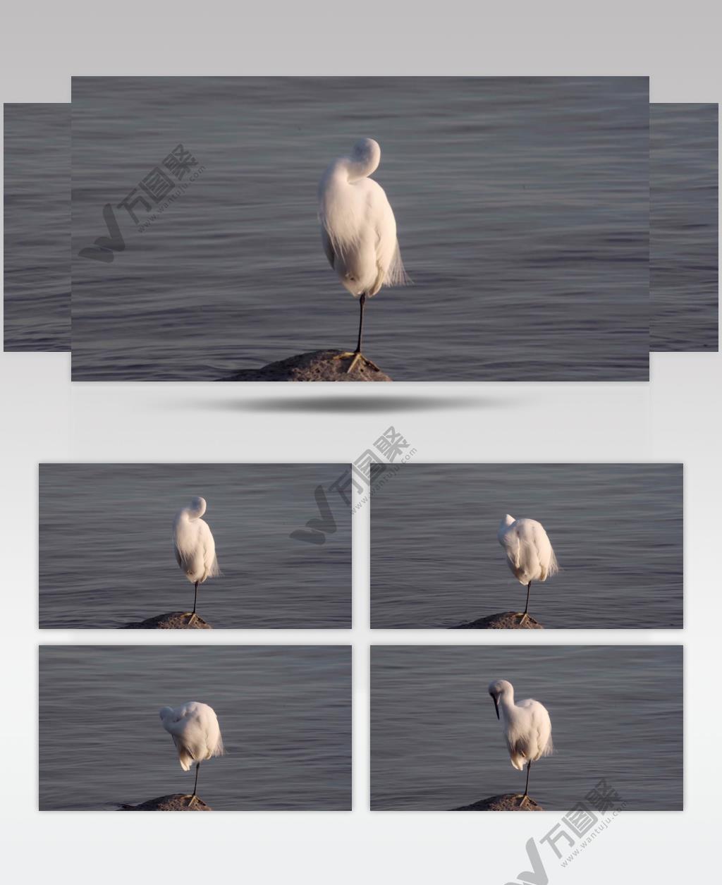 梳理羽毛的白鹭