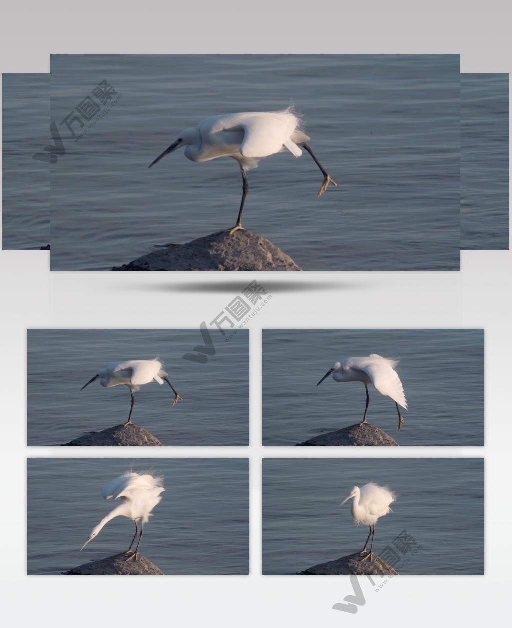 舒展身体的白鹭