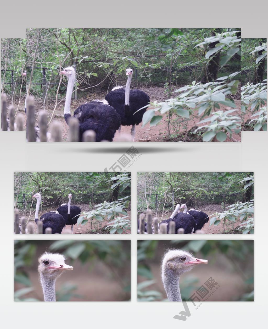 深圳动物园鸵鸟