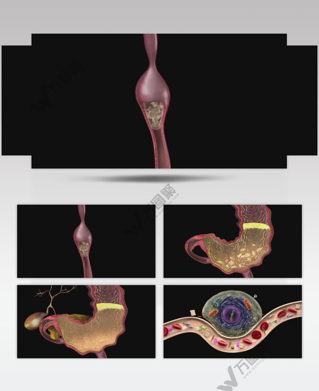 3D动画人体口腔咀嚼消化功能医疗视频素材