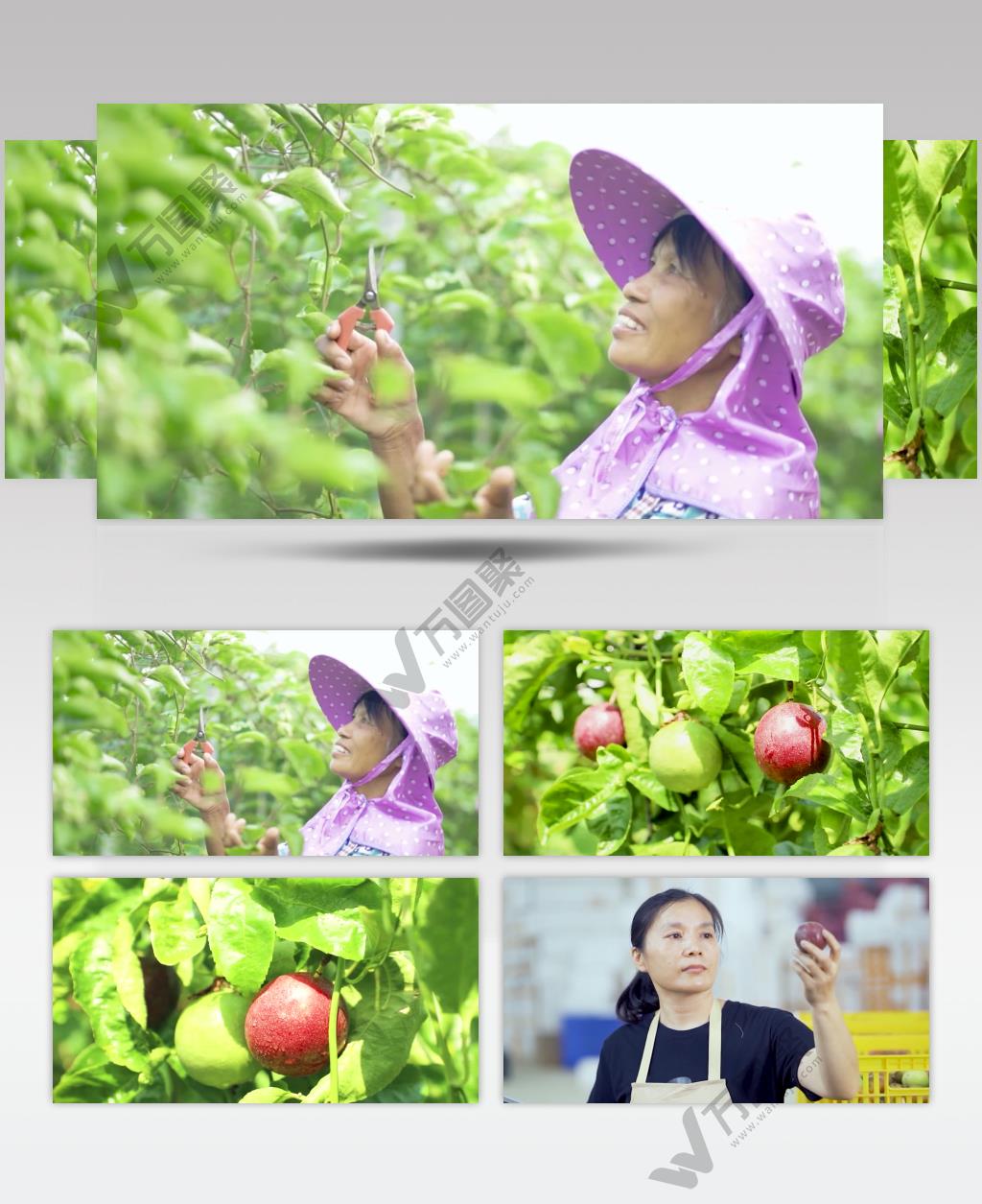 百香果鸡蛋果绿色水果产地宣传视频素材