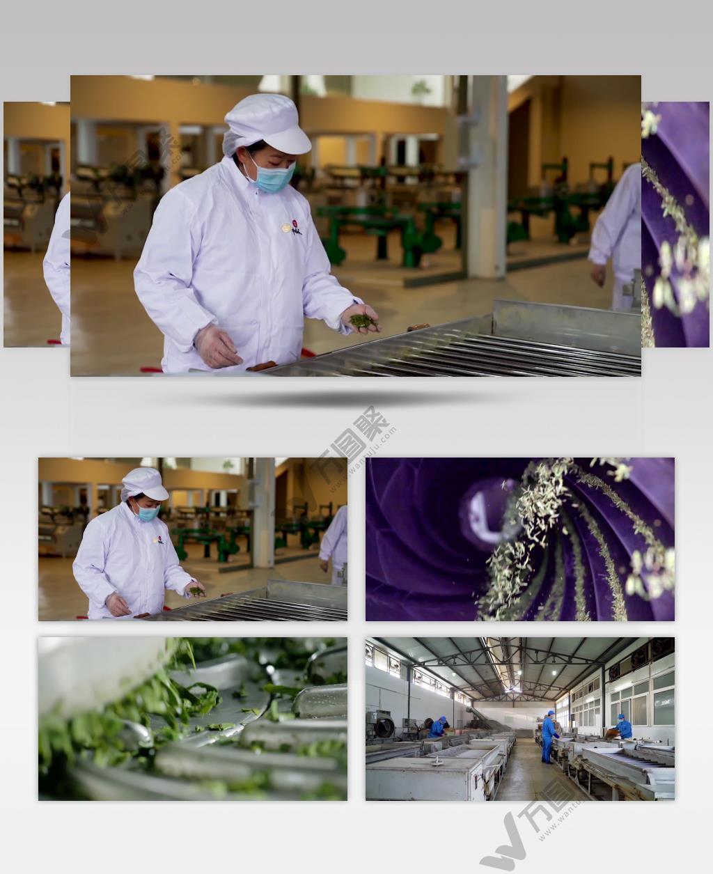 茶叶生产制造车间流水线作业包装视频素材