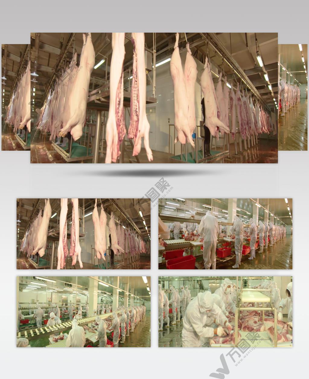 猪肉 屠宰场 现代化杀猪 流水线作业 视频素材