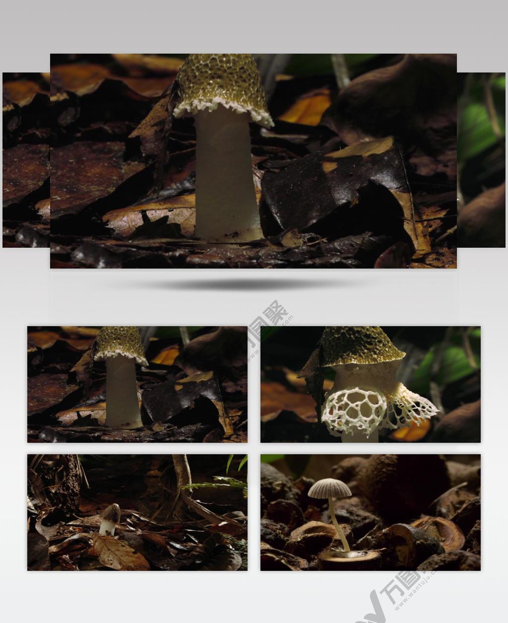 三维 野蘑菇 快速生长 动画 自然世界 视频素材