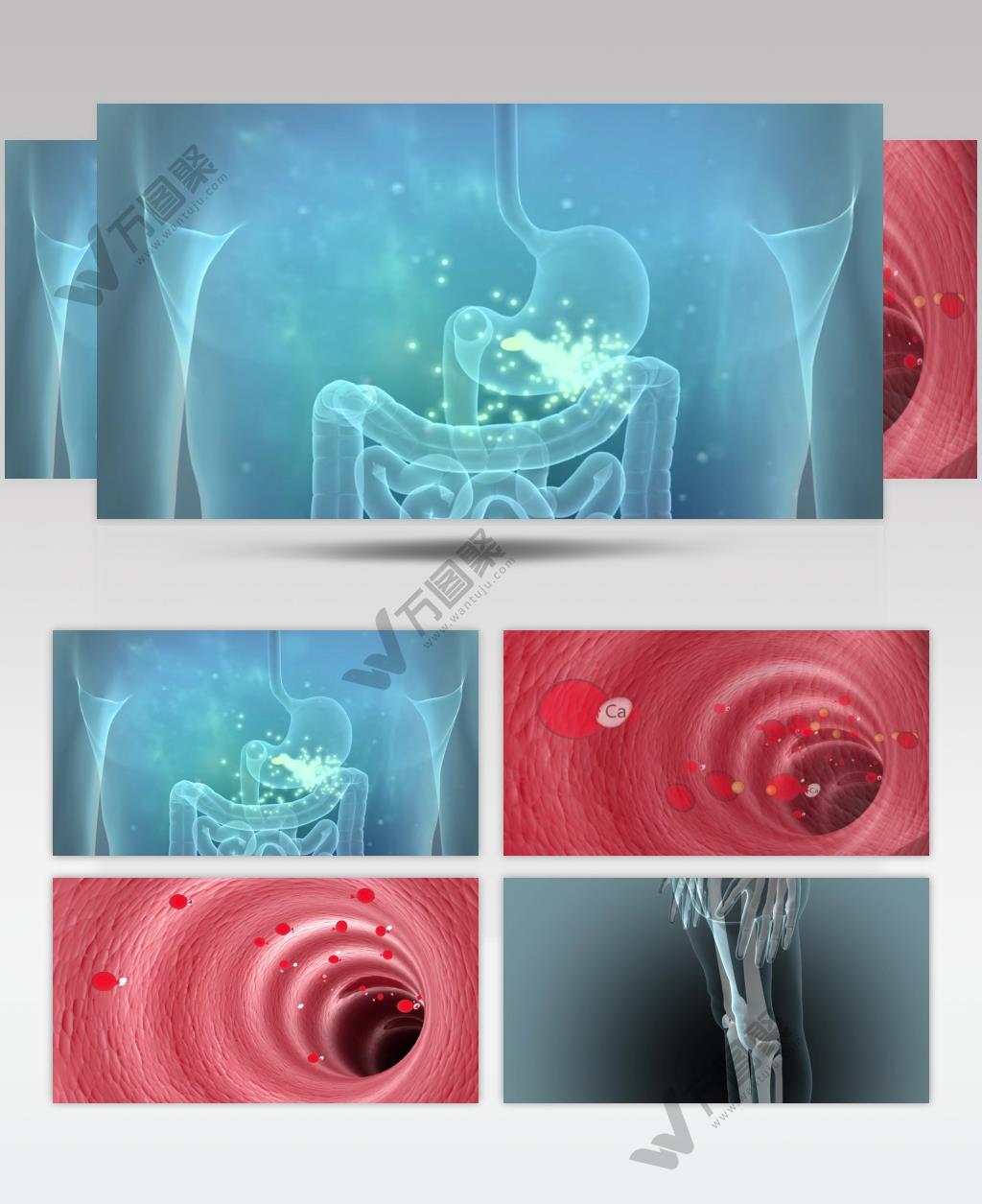 人体血管 骨骼 三维动画 视频素材