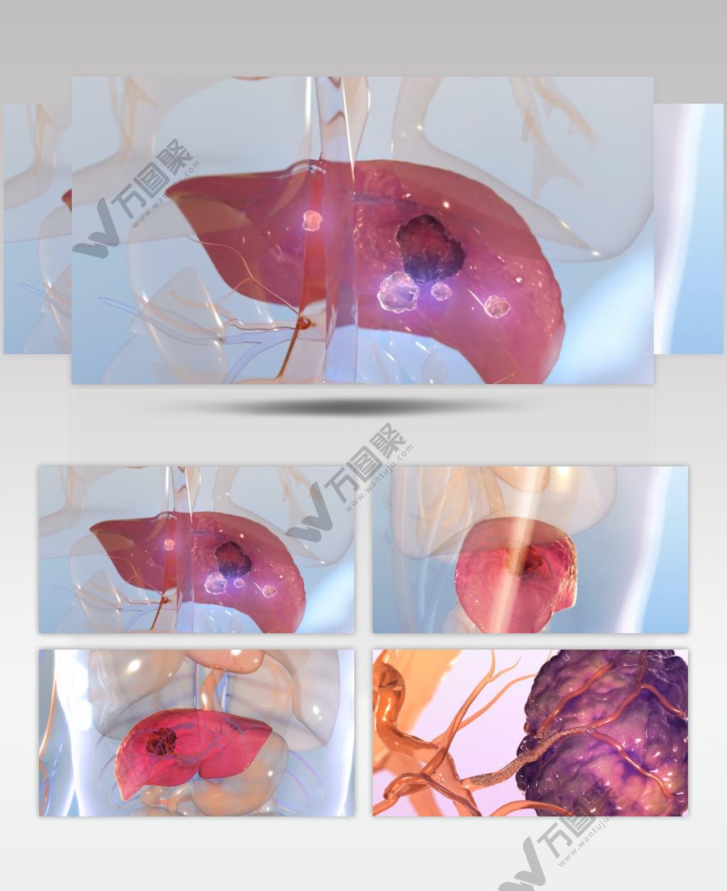 人体器官 三维动画 医疗 科普 宣传视频素材