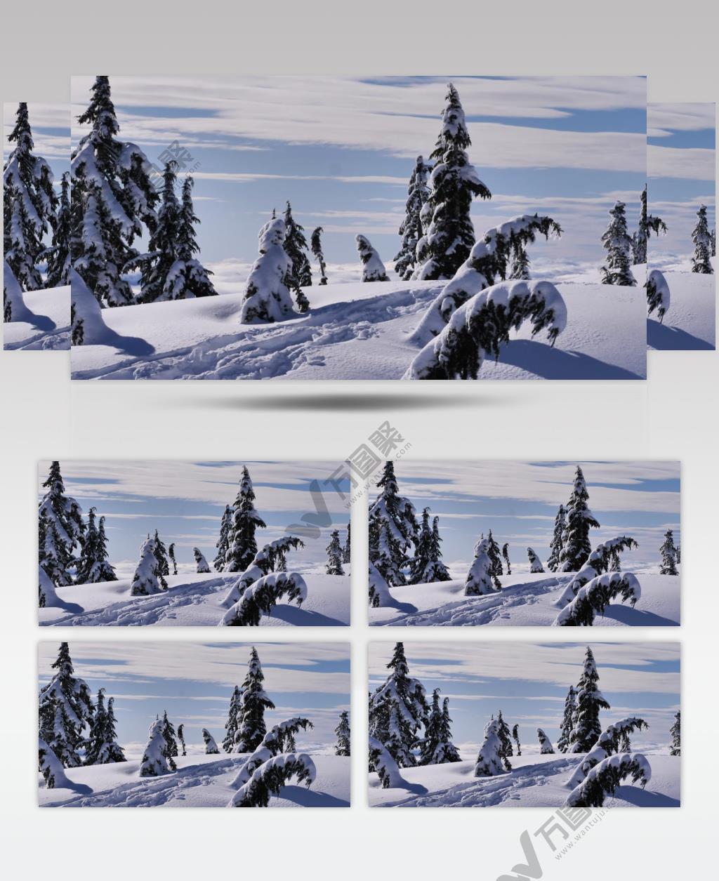 加拿大雪山山脉上的松树林视频素材