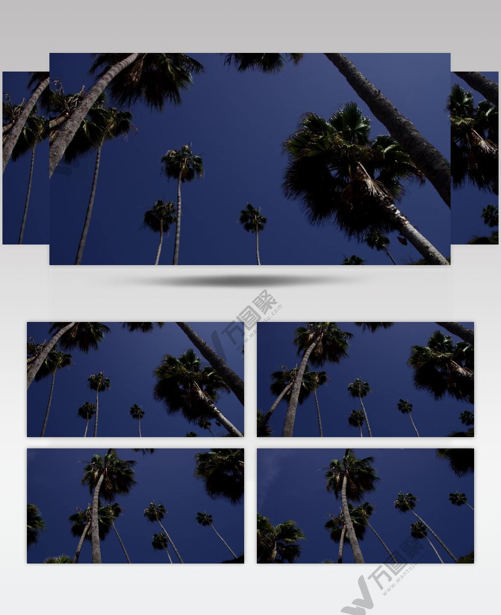 蓝色天空下高大的棕榈树视频