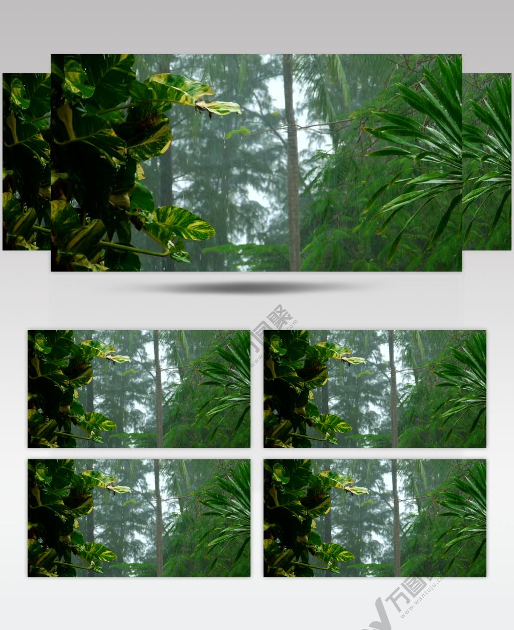 慢摄大雨天热带森林视频素材