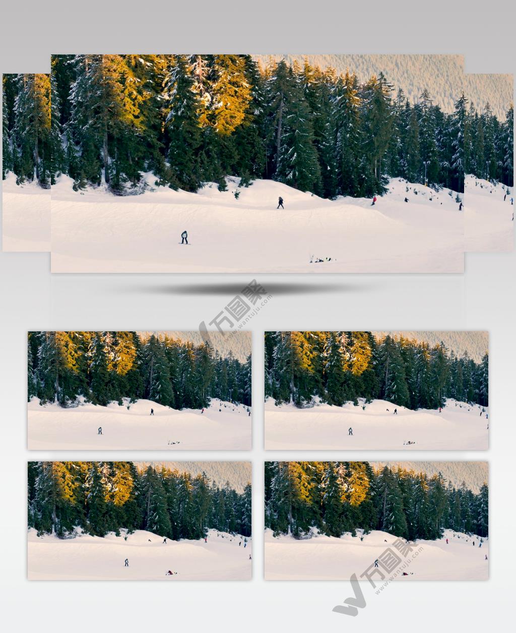 在大松林附近的平原上滑雪运动