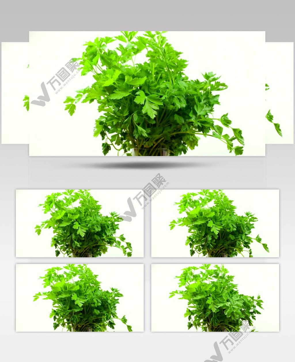 延时摄影一束芹菜在慢慢枯萎