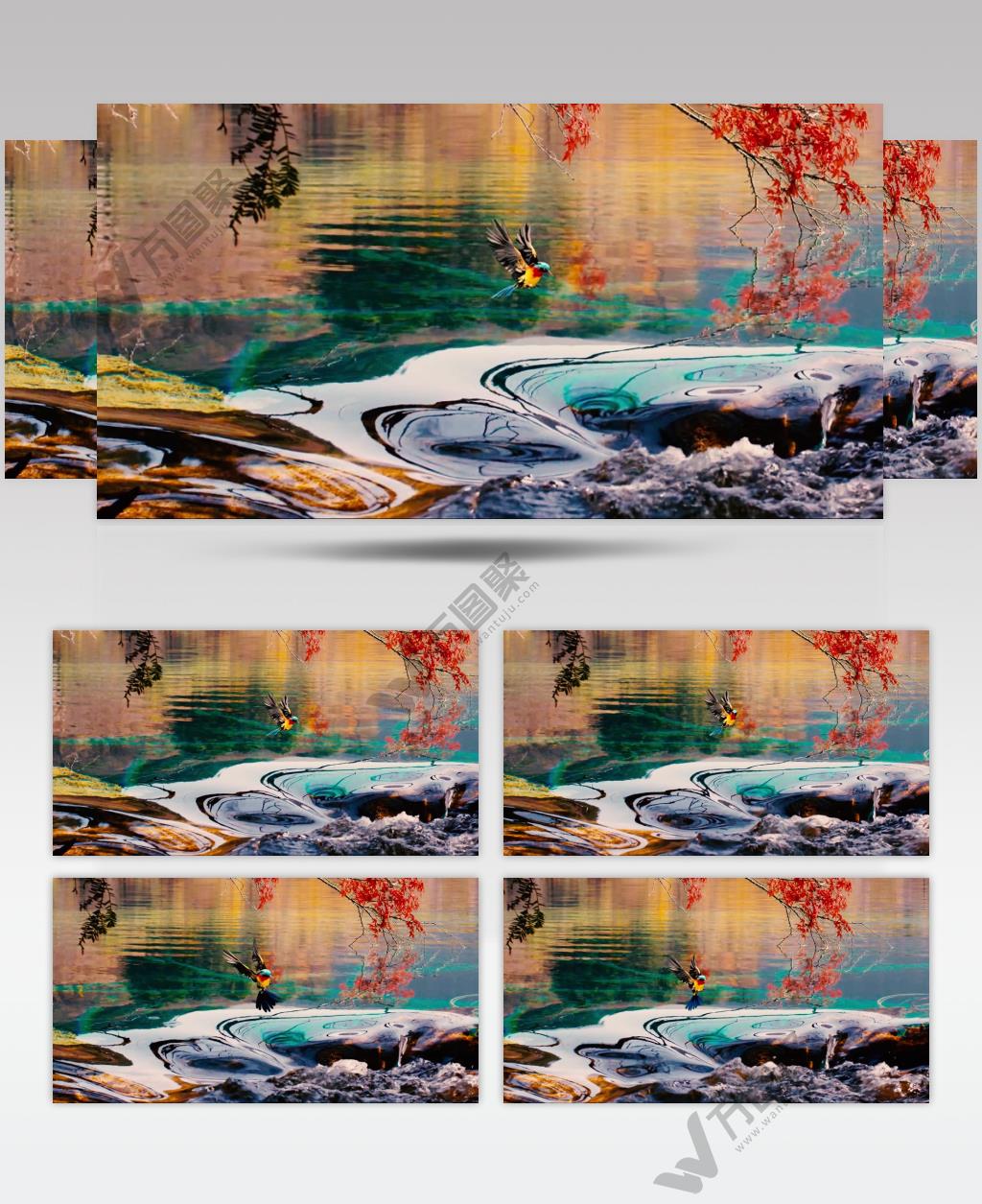 4K九寨彩水与彩鸟