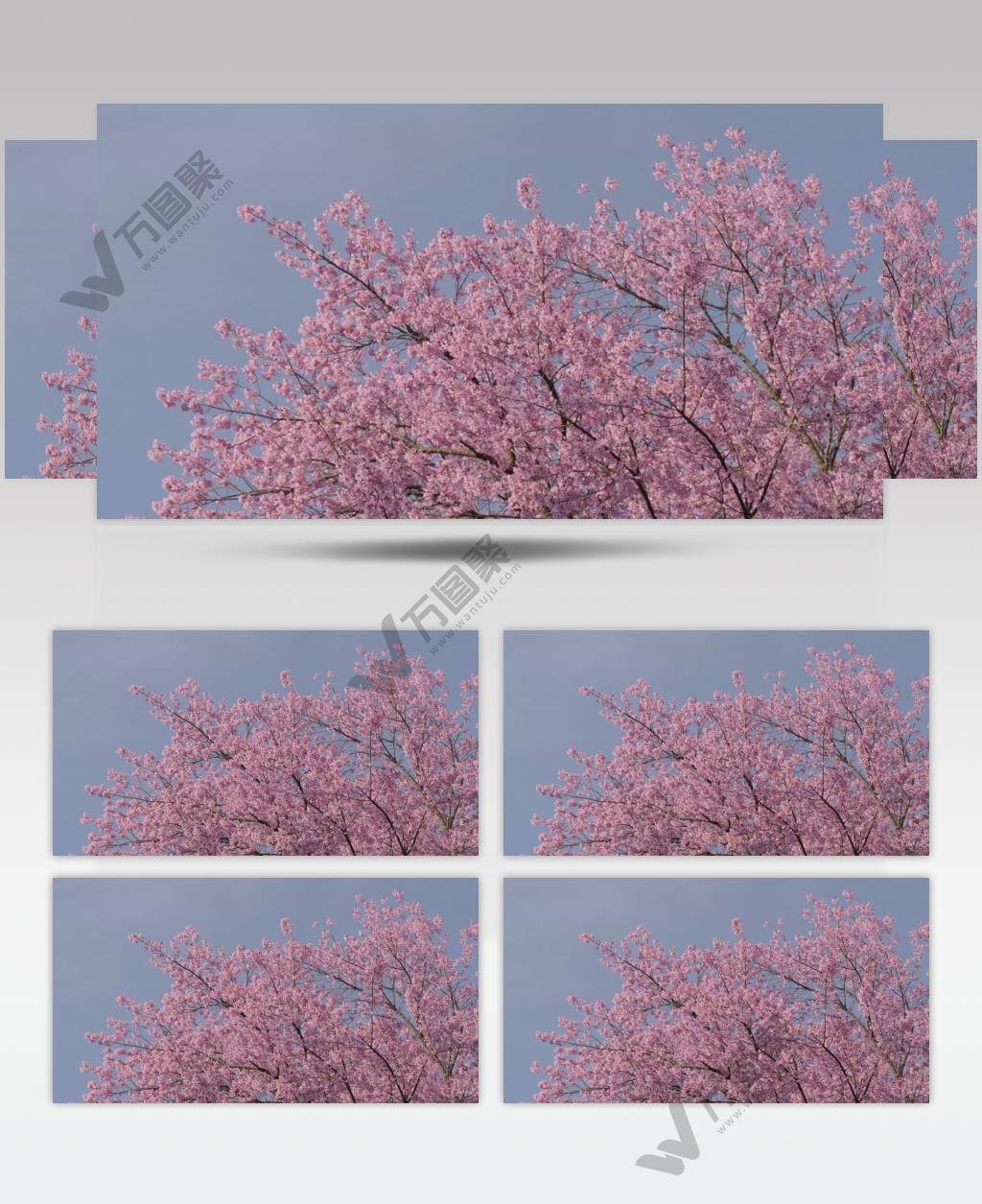 风中摇曳的樱花树