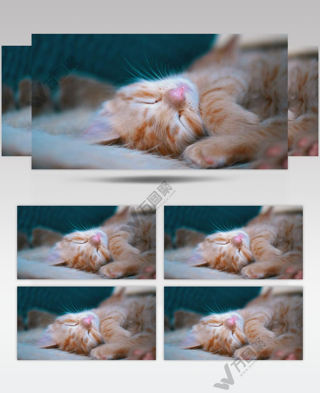 一只可爱的橘猫幼崽躺着睡着了