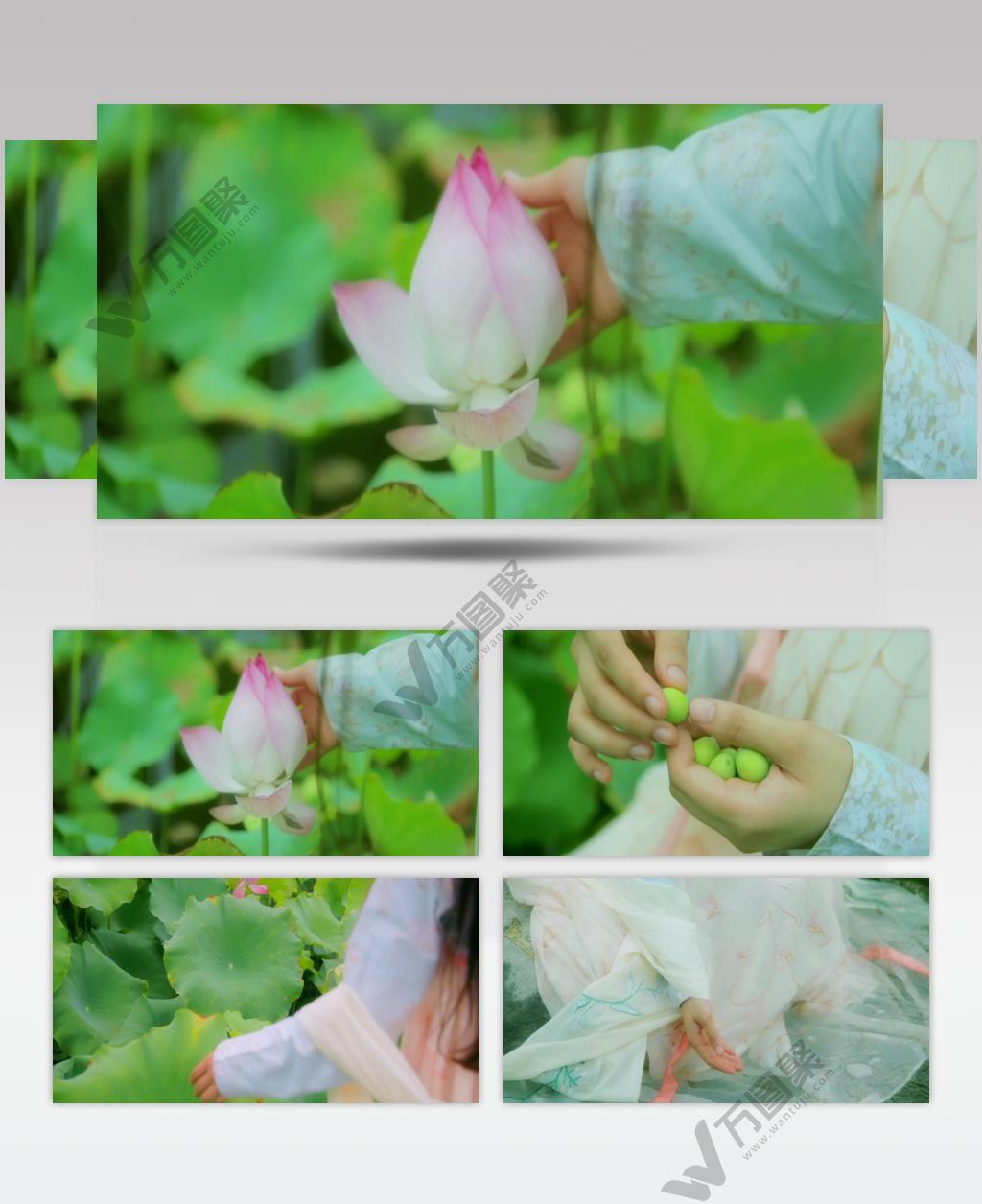 荷花池塘莲子视频实拍素材