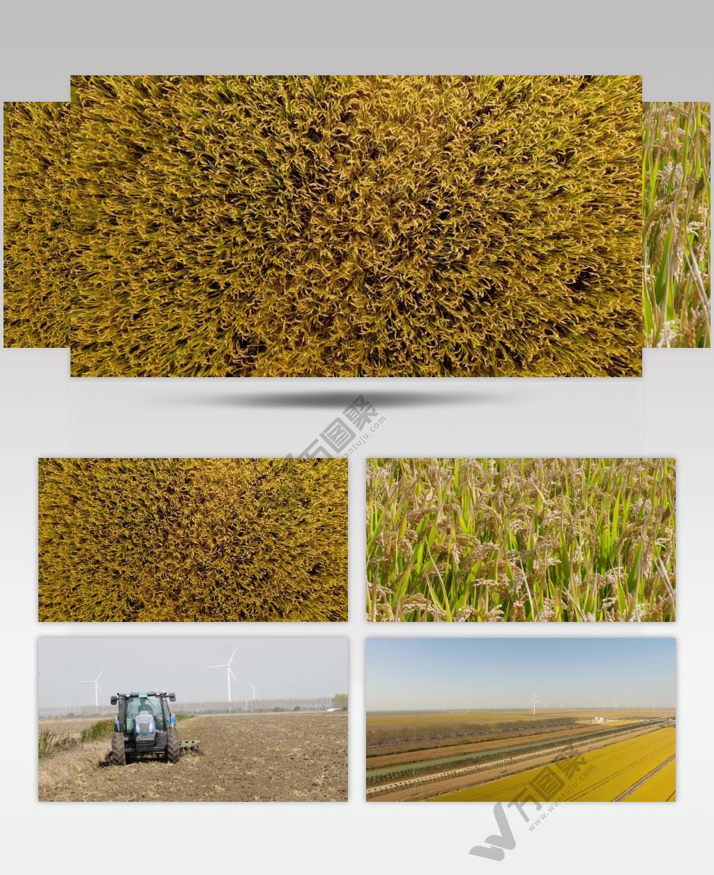 4K航拍农场水稻成熟稻穗视频素材下载