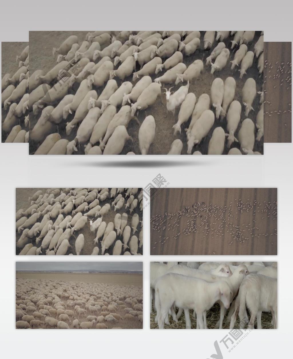 肉羊养殖羊放牧视频素材