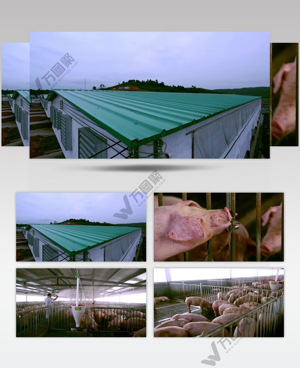 科学养殖生态猪场食品安全健康食品视频素材