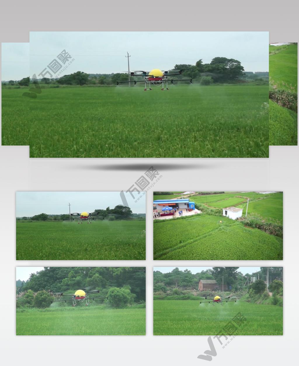 现代农业种植水稻无人机撒药视频素材