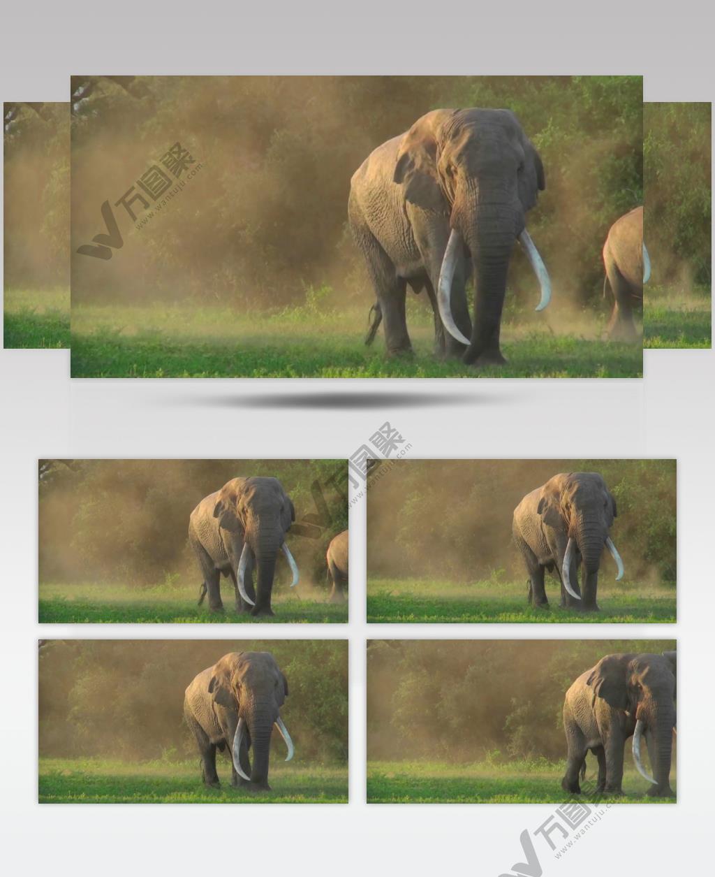 实拍珍惜动物大象象牙草原视频素材