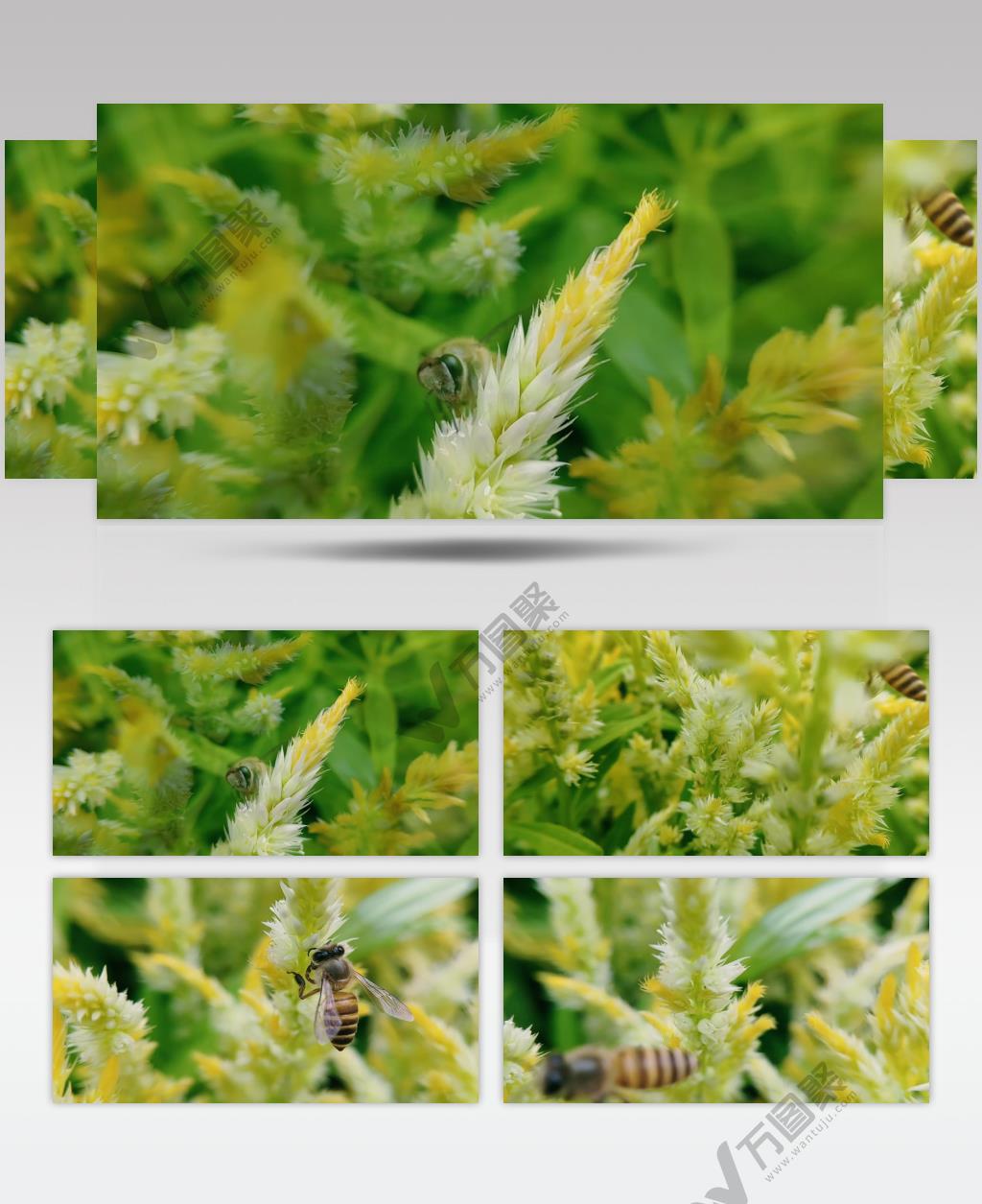 奔忙勤劳采蜜的蜜蜂野外景观昆虫视频素材