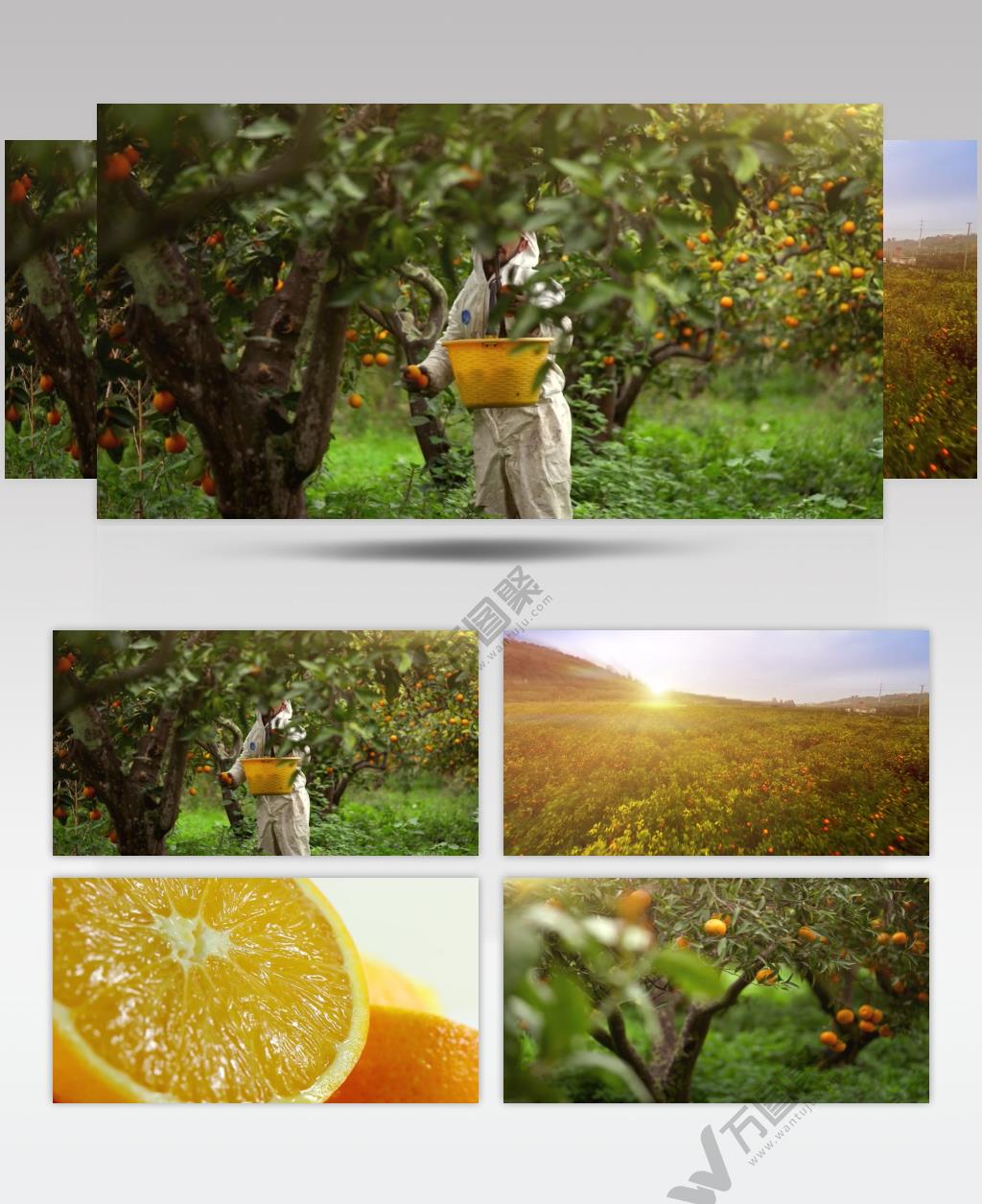 自然风果园柑橘橙子桔子水果特写空镜头实拍视频素材