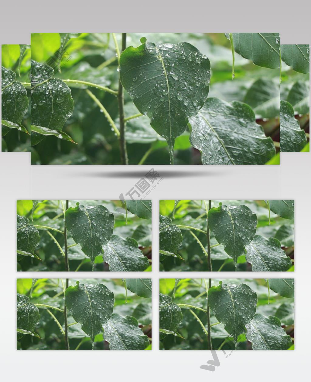 翠色欲滴高清菩提树叶滴水视频素材
