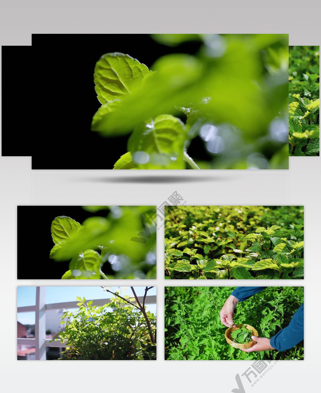 唯美薄荷特写采摘绿色自然赤脚中药材视频素材