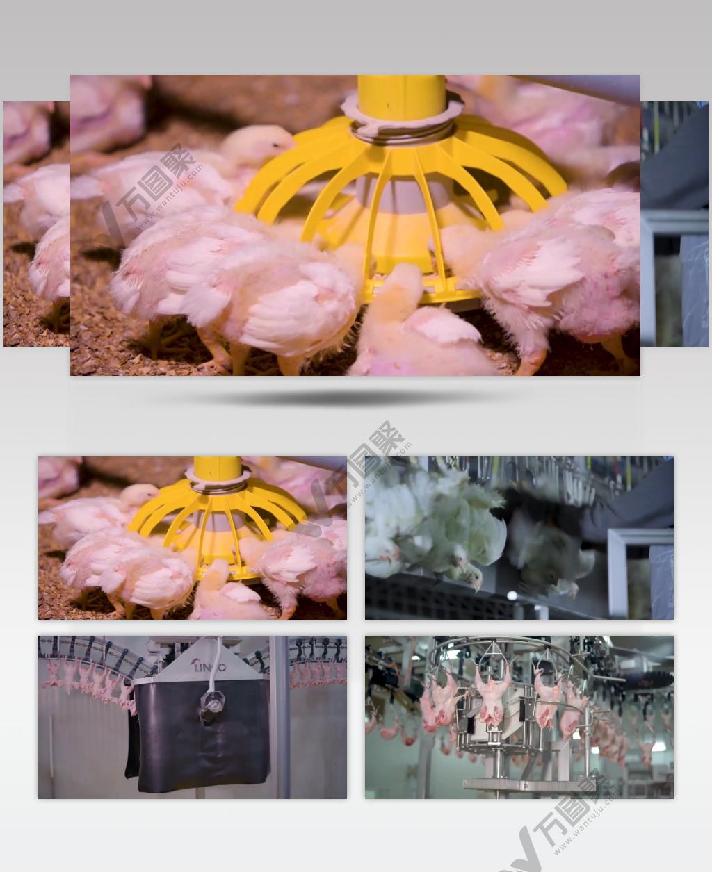 智能科学养殖养鸡场鸡肉产业链视频素材