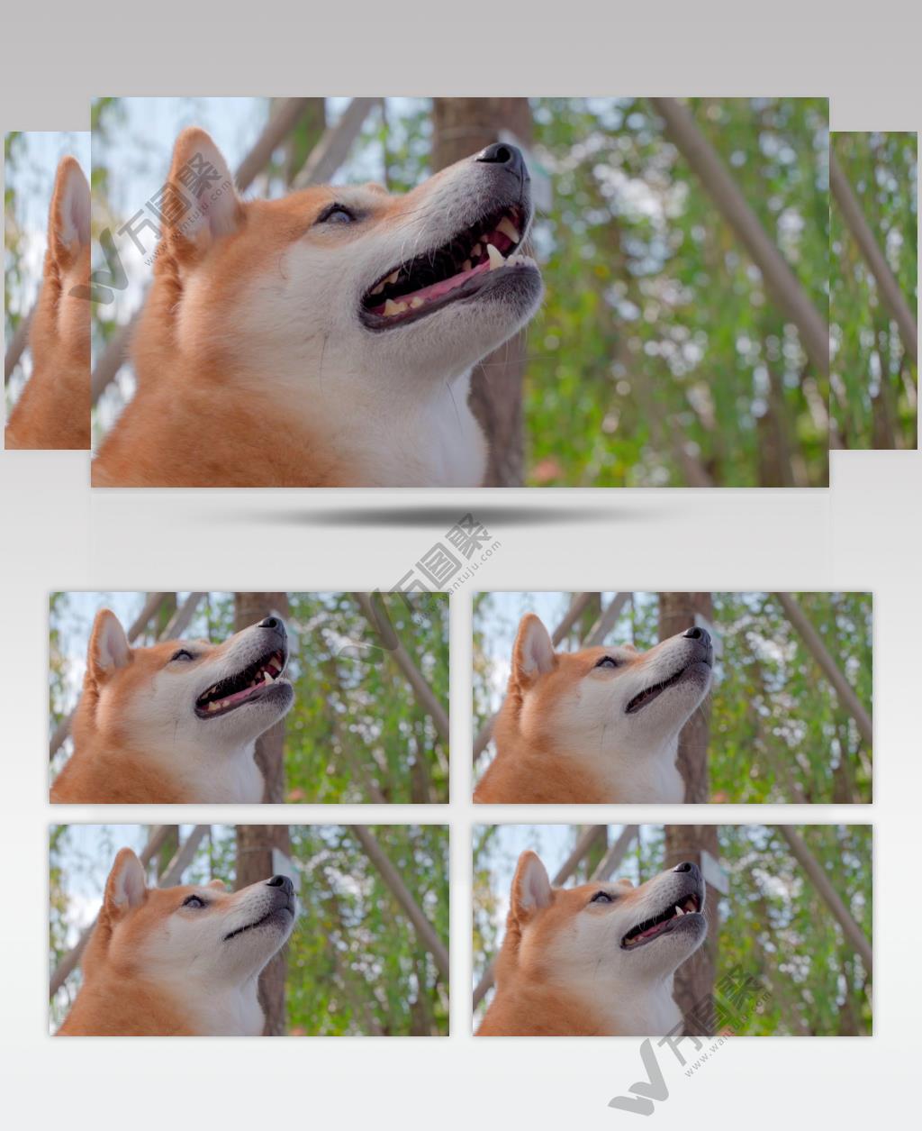 日本柴犬宠物狗在公园里4K