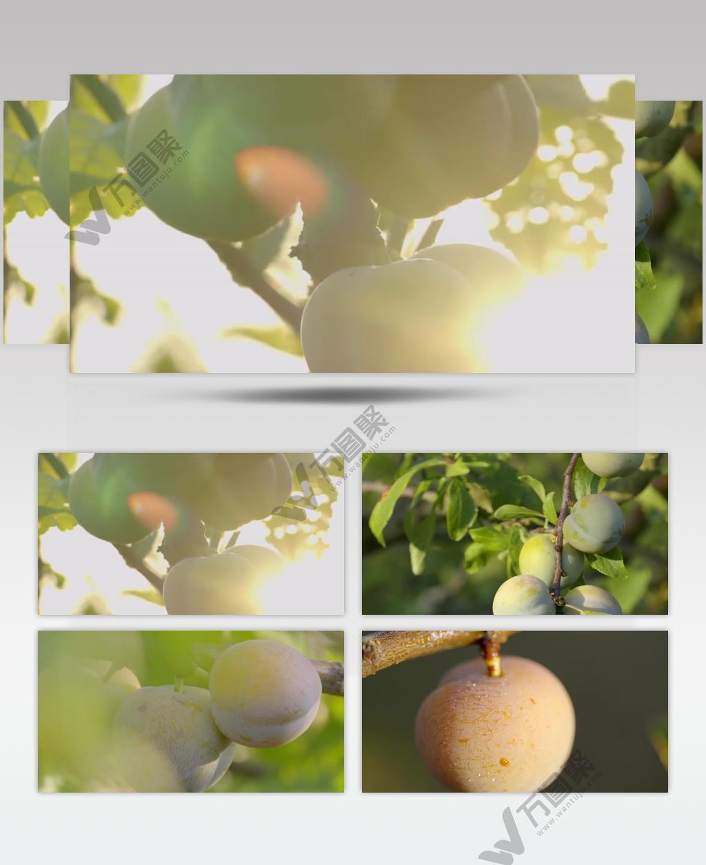 李子冰糖李李子丰收收货果园视频