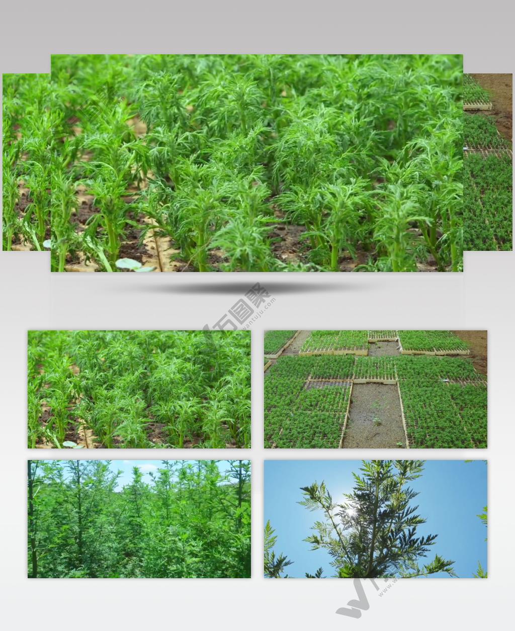 实拍中草药蒿草种植农业视频素材