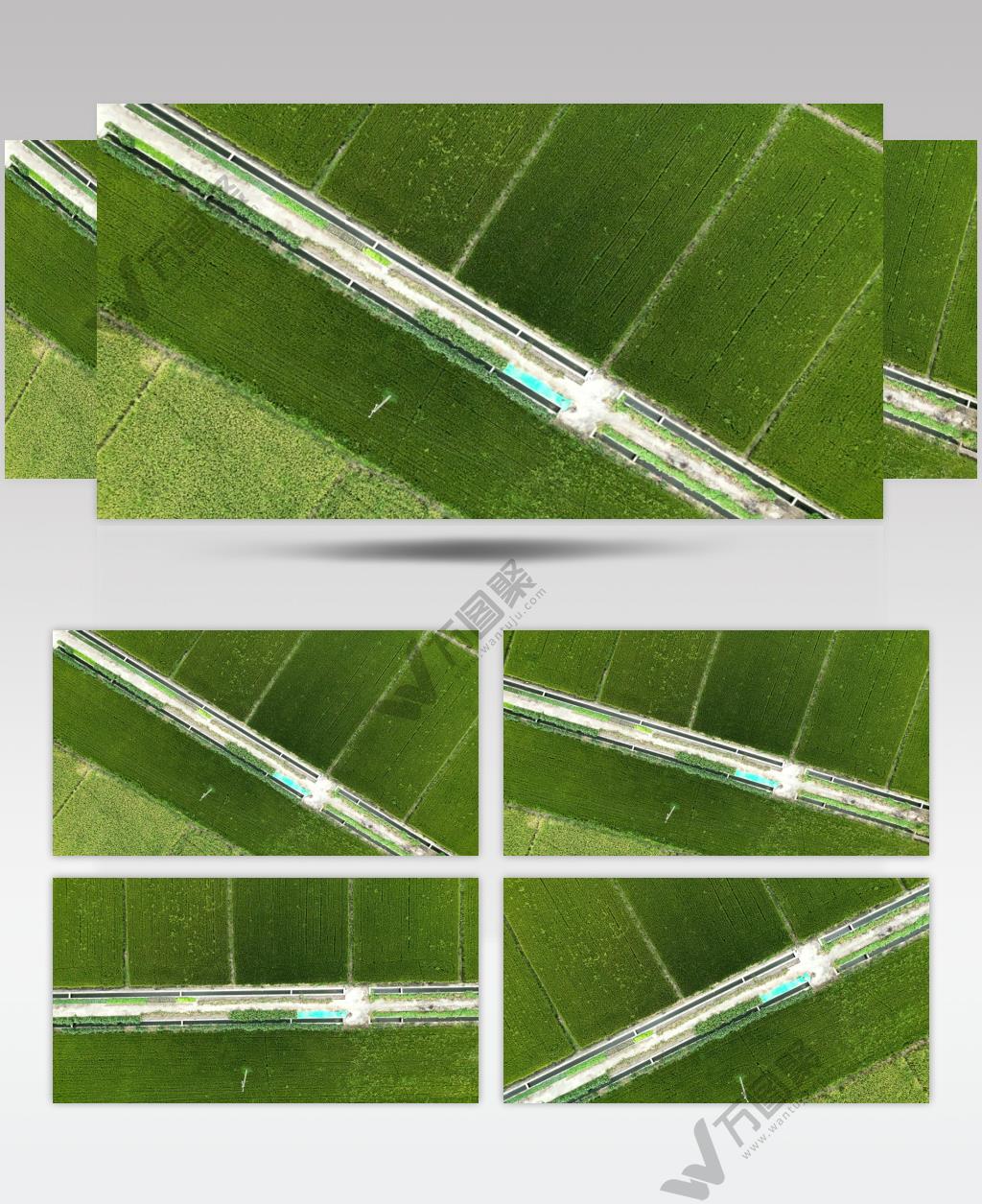 航拍农村水稻种植农业4K