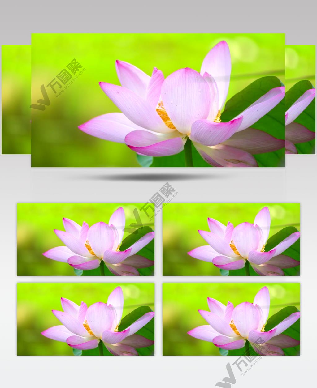 夏季荷花特写4K视频素材