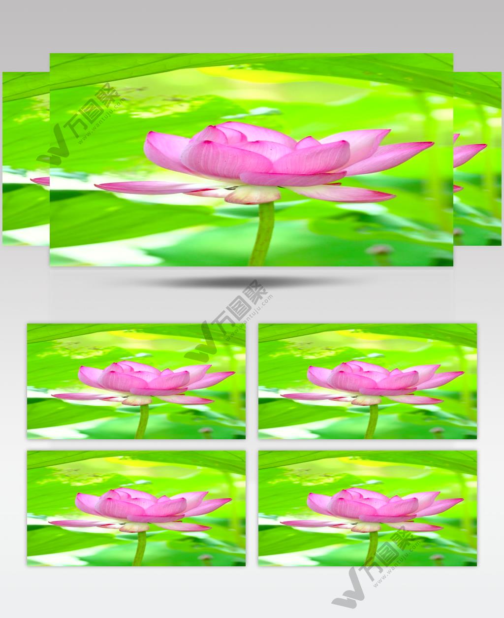 夏季荷花特写4K竖屏视频素材