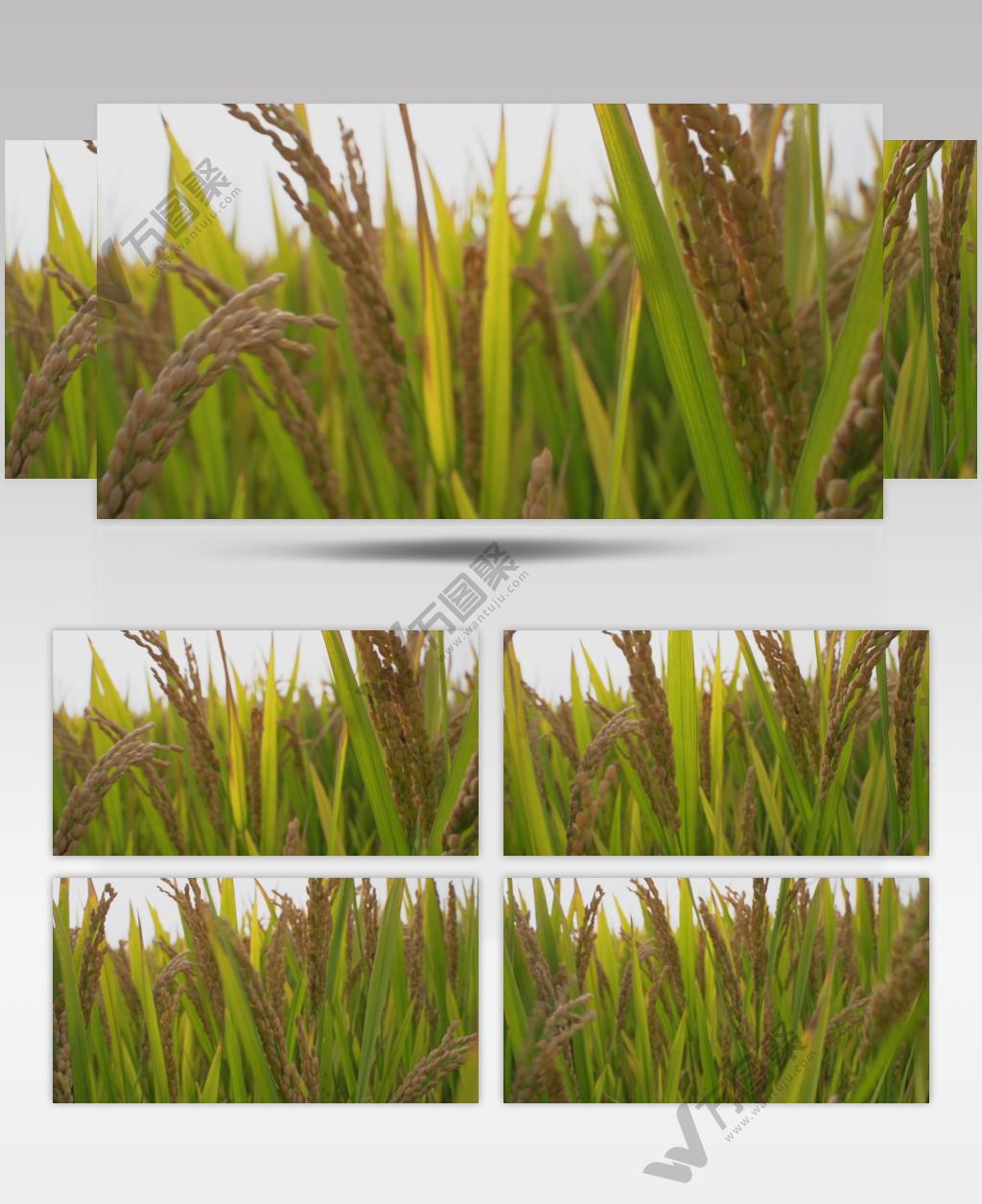 小麦水稻种植慢动作4K