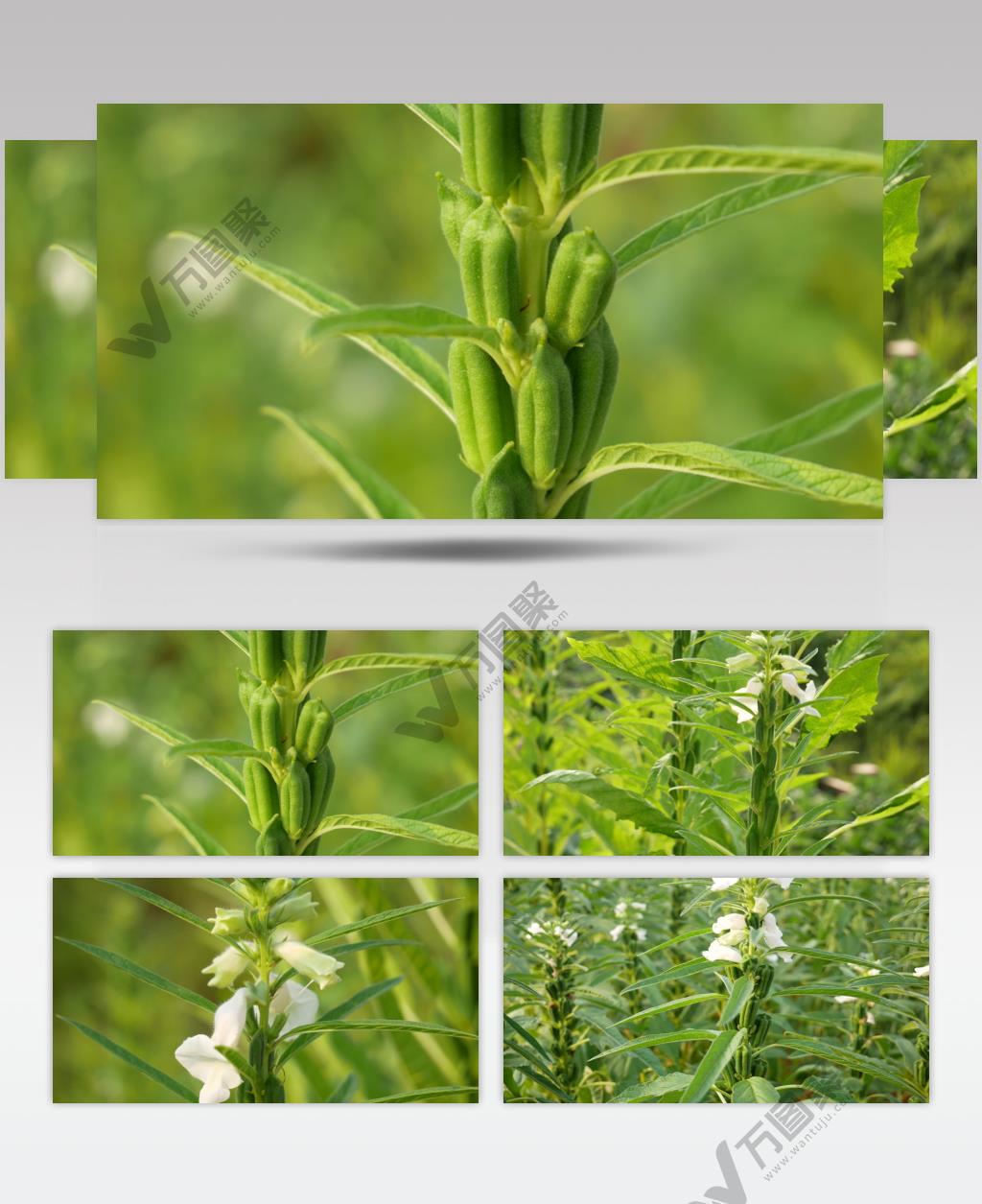 4k芝麻开花结果农作物芝麻叶特写视频素材