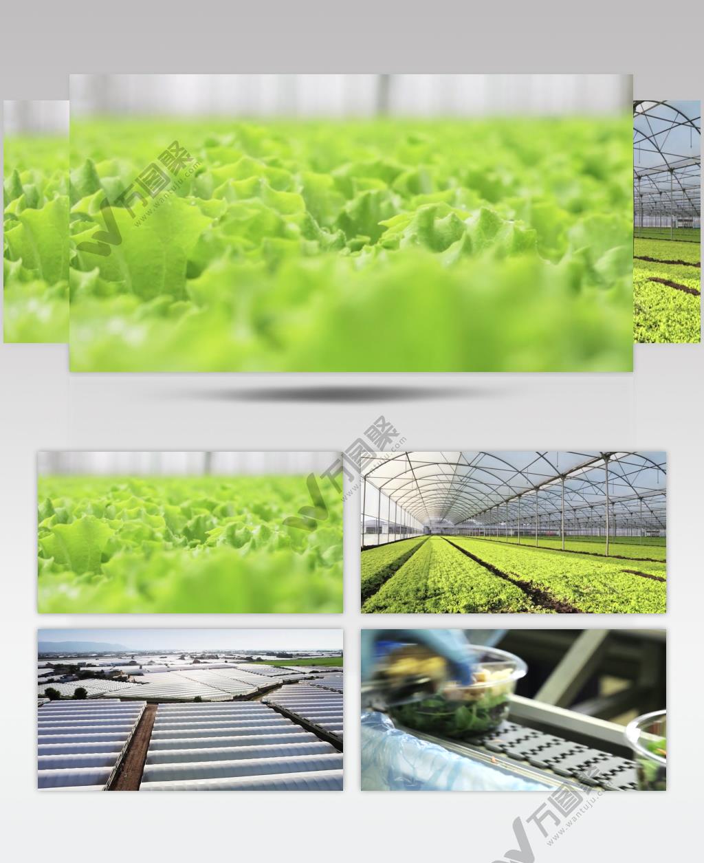 现代化农业蔬菜大棚绿色健康蔬菜视频素材