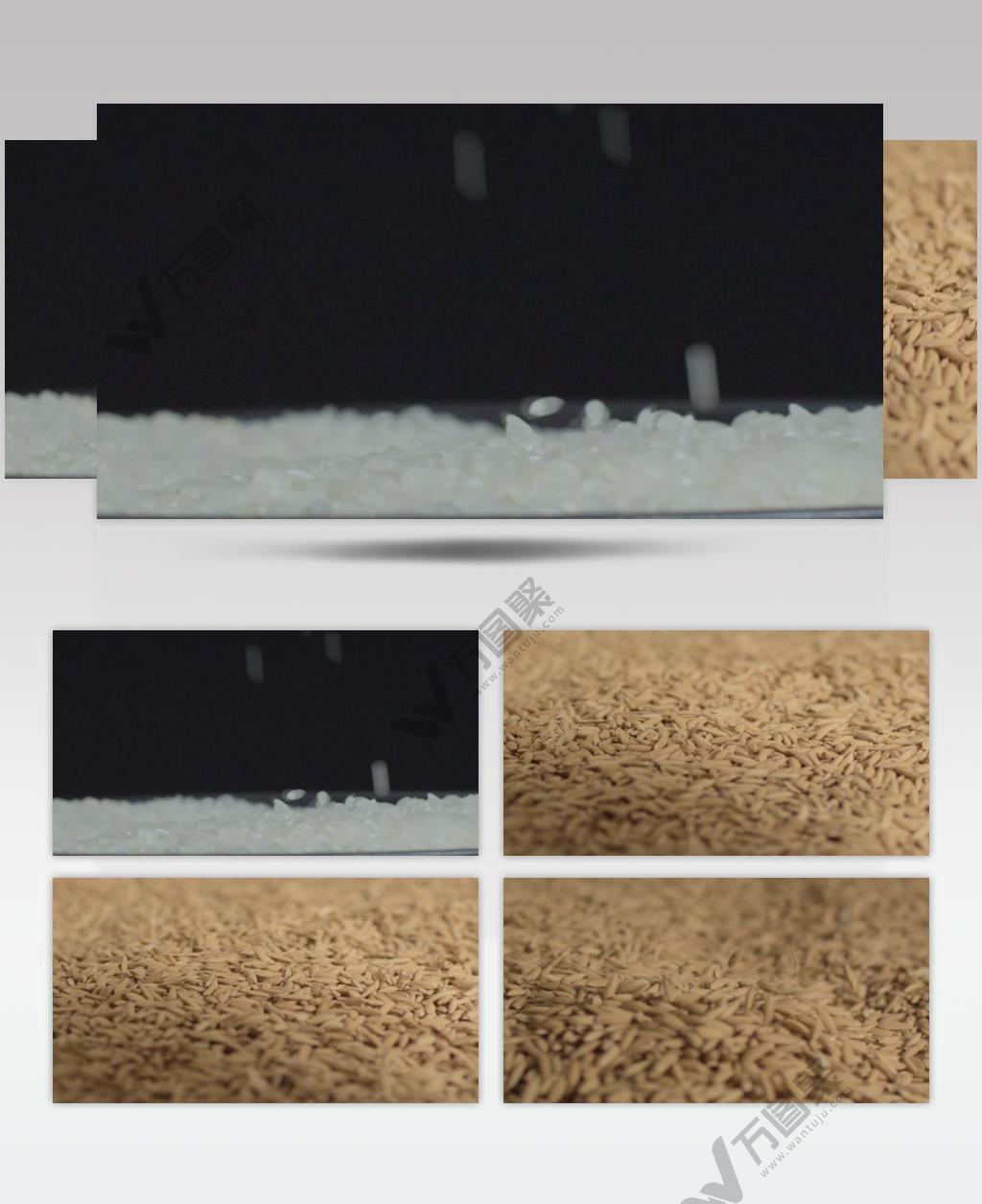 米粒稻粒撒落升格