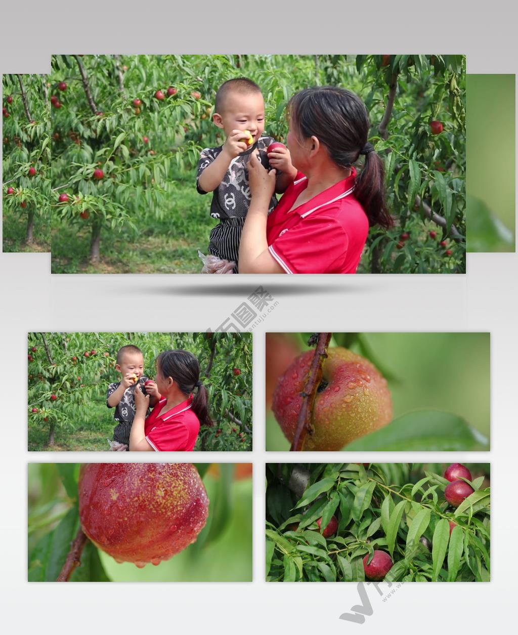 油桃满天星油桃4K农场果园种植园视频素材下载