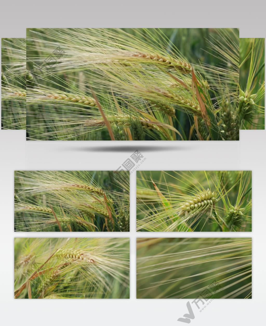 4K成熟前的小麦农业种植视频素材