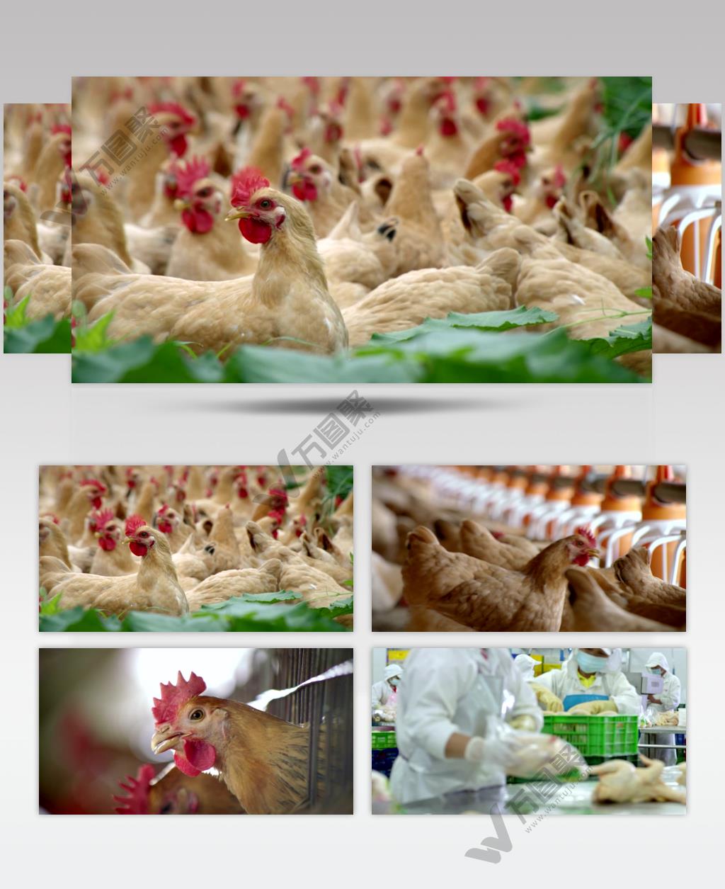 现代规模化 养鸡 农业 创收 视频素材