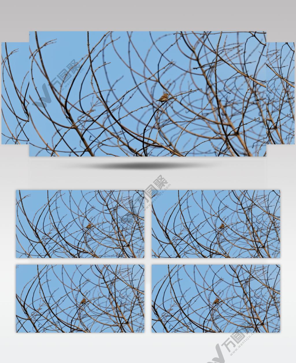 无声-枝头麻雀59
