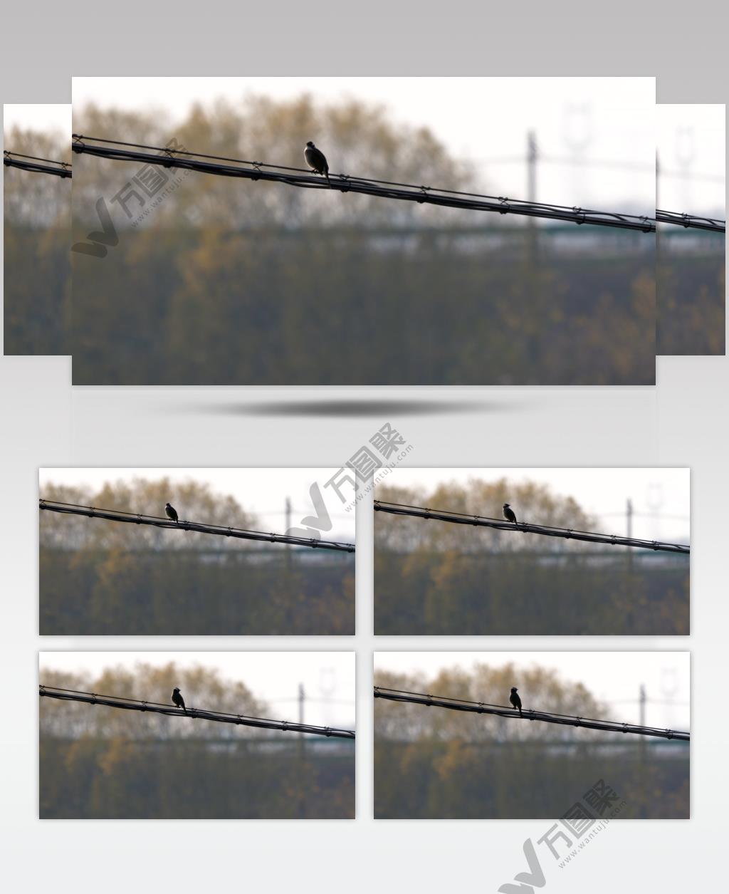 休息中的小鸟81