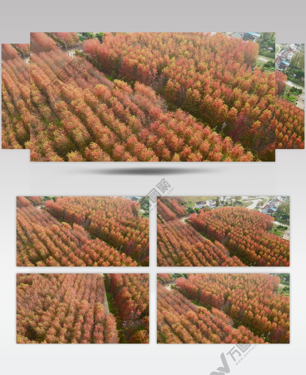 深秋秋天红枫叶航拍风景4K